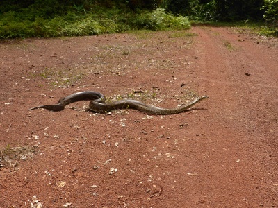 Ivindo National Park