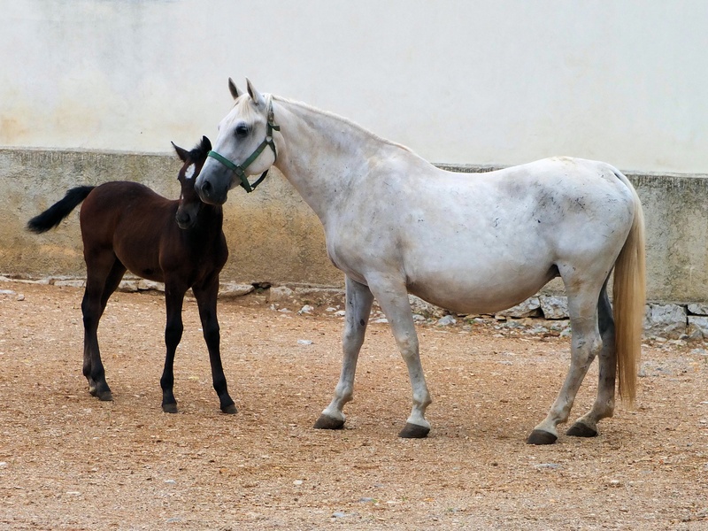 Lipica Stud Farm