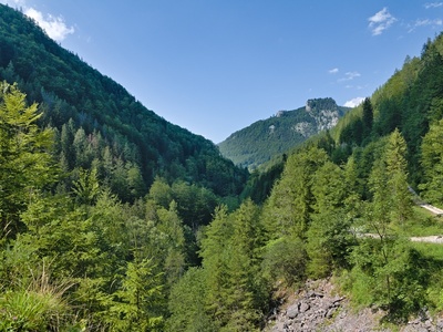 Ancient and Primeval Beech Forests of the Carpathians and Other Regions of Europe