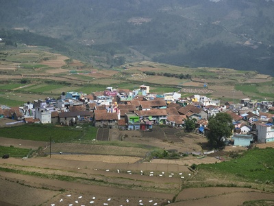 Baelelea