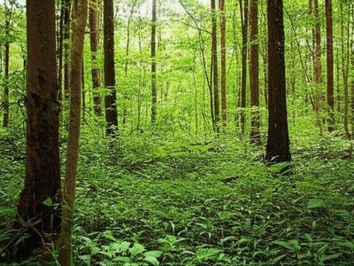 Buraka