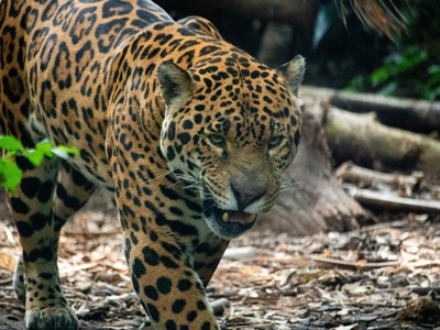 Chiribiquete National Park – “The Maloca of the Jaguar”