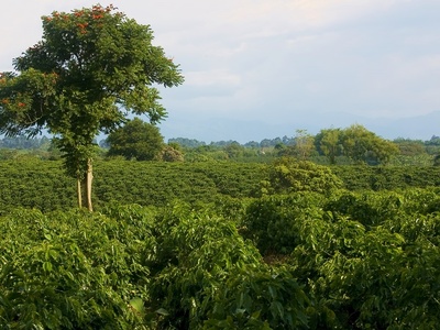 Coffee Cultural Landscape of Colombia