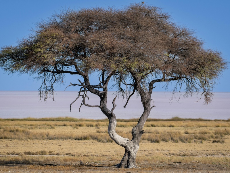 Etosha Pan