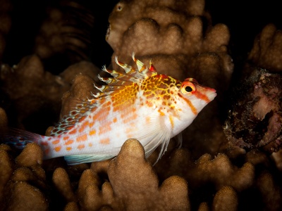Fiji