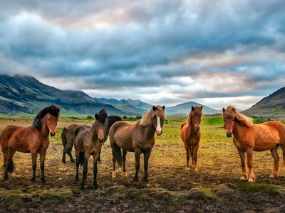 Iceland