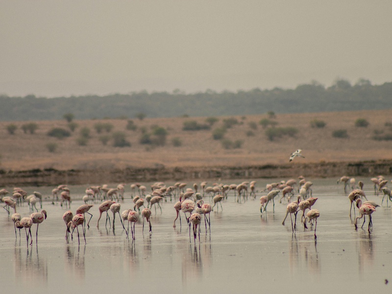 Lake Magadi