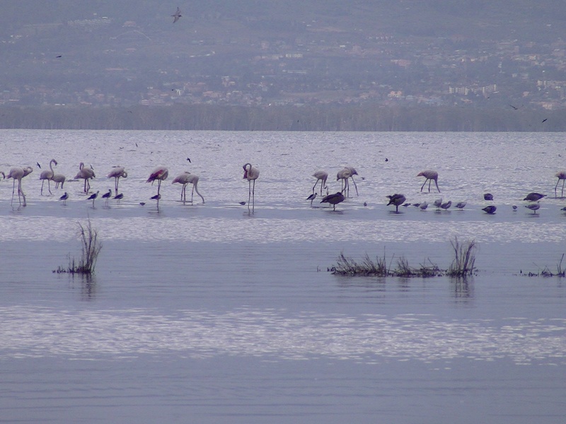 Lake Nakuru