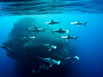 Malpelo Fauna and Flora Sanctuary
