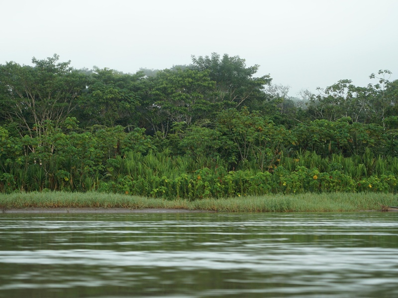 Mukungwa