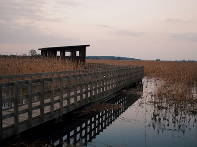 Narew