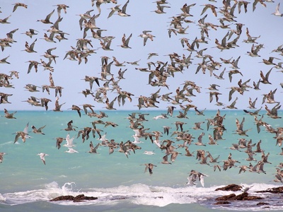 Roebuck Bay