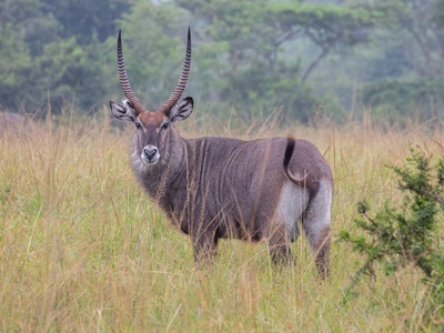 Uganda