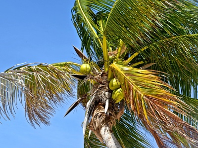 Xpu-Há