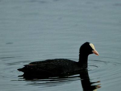 Black Duck Bay