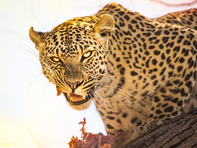 Botswana