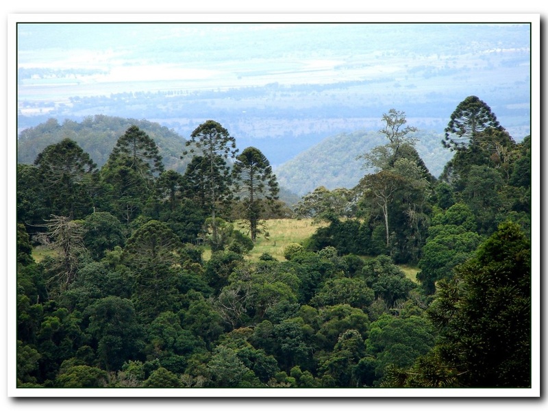 Bunya Mountains