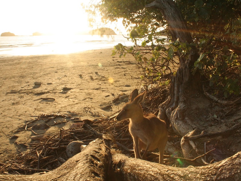 Cape Hillsborough