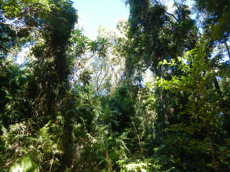 Cedar Bay (Ngalba Bulal)