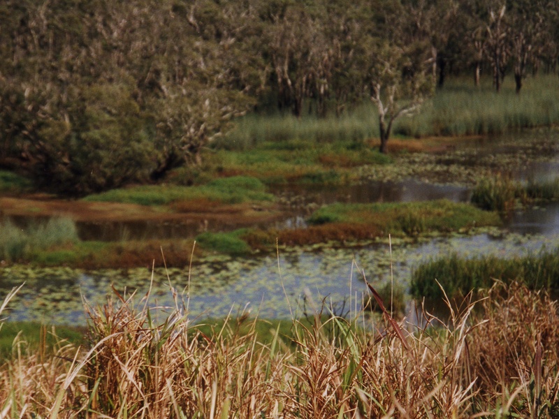 Eubenangee Swamp
