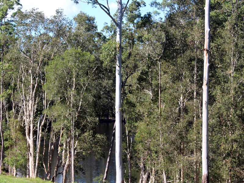 Eudlo Creek