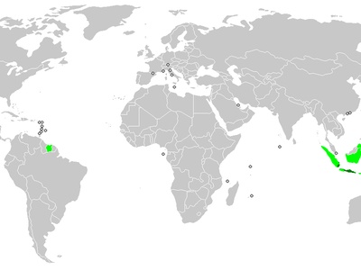 Javanese