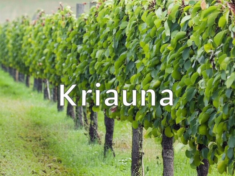 Kriauna
