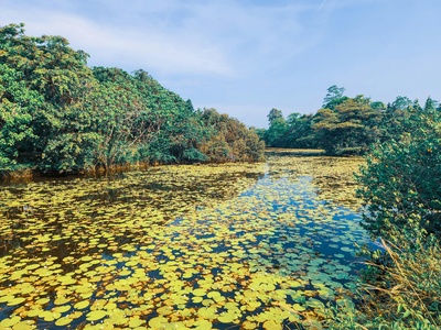 Lilly Lake