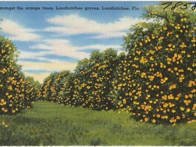 Loxahatchee Groves