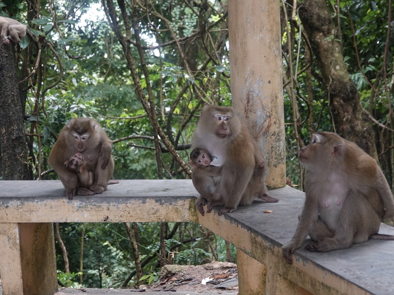 Monkey Mountain