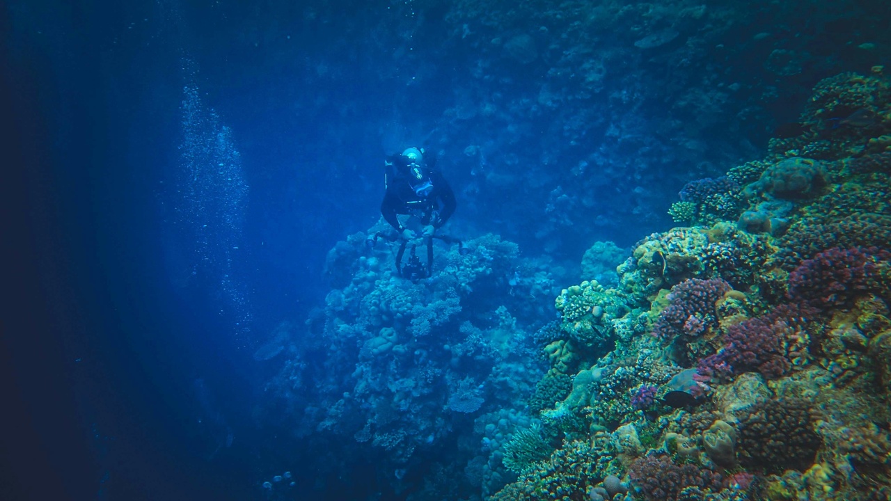 Red Sea coral and diver near Sudan