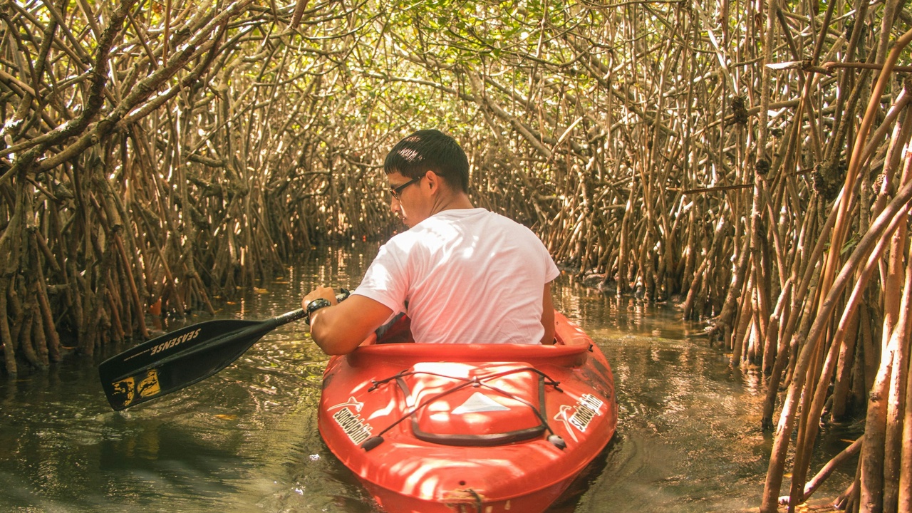 Kayaking through mangroves near Cayenne with mangrove roots and humid dawn light