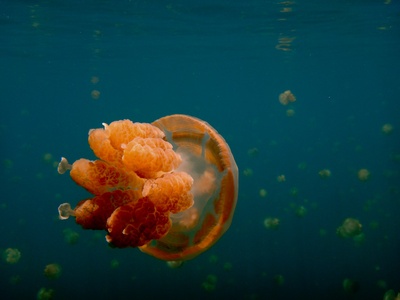 Palau