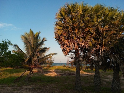 Palm Shores