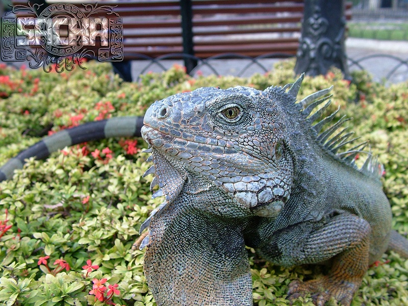 Parque de las Iguanas