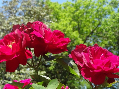 Rose Hill