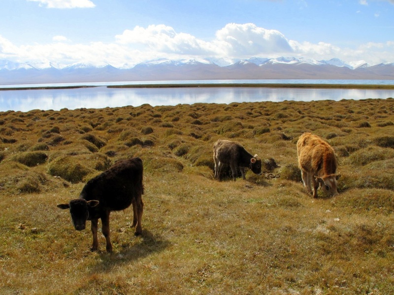 Song-Kul