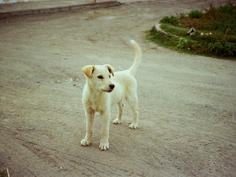 Šuoja