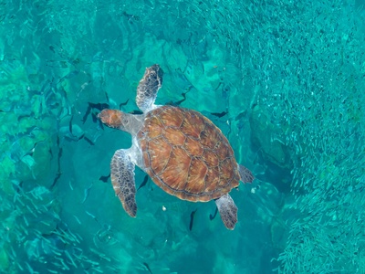 Turtle Bay