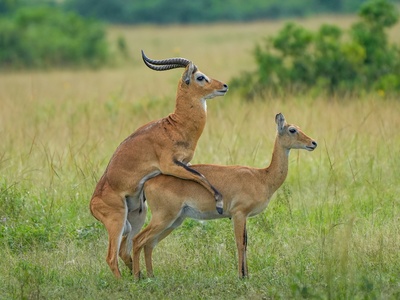 Uganda