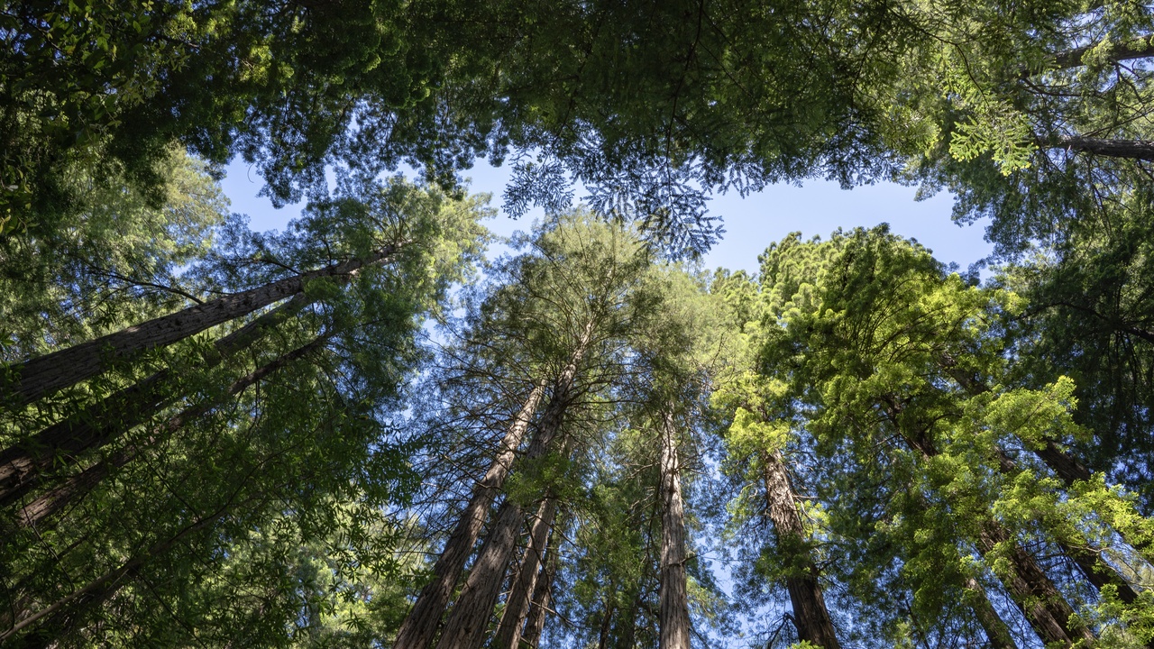 Redwood grove at Muir Woods with sunlight filtering through tall trees