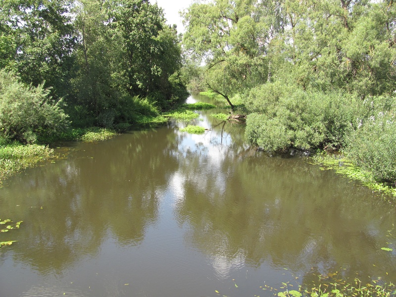 Vyžuona