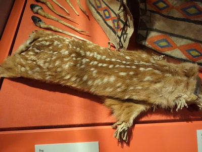 Assiniboine (Nakota)