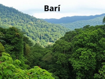 Barí