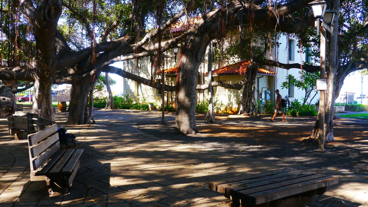 Historic Front Street in Lahaina with the Banyan tree in the square