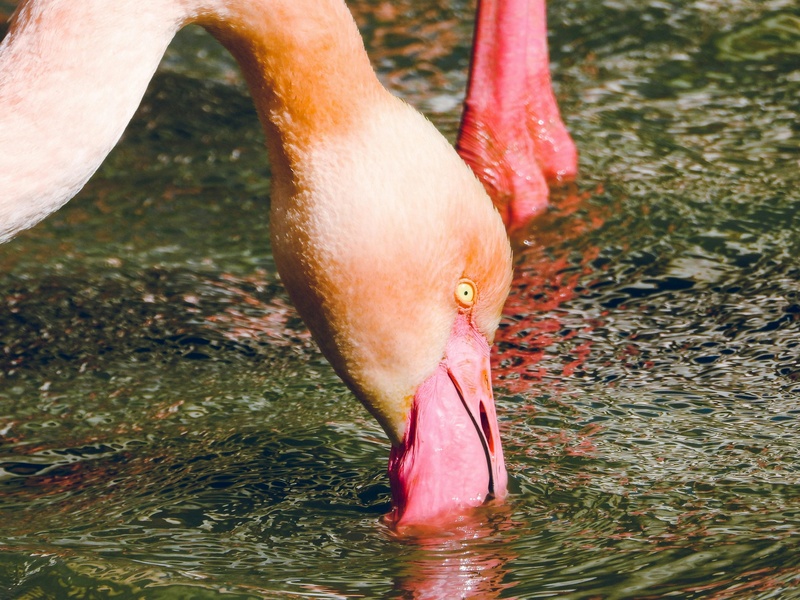 Flamingo Pond