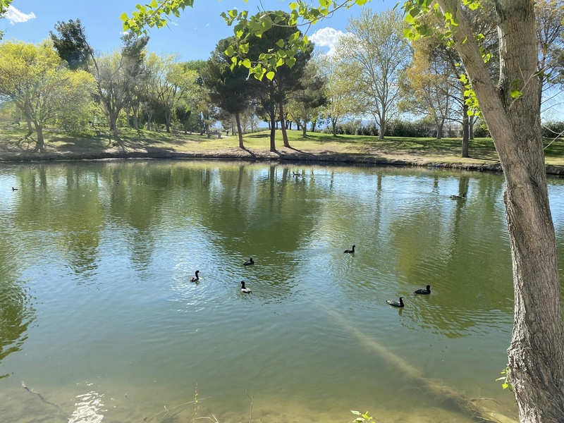 Miller's Pond