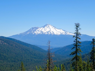Shasta