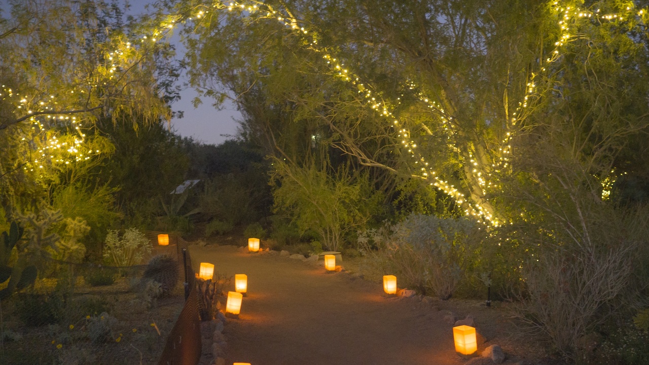 Desert botanical gardens lit for an evening event with glowing lanterns among agave and cacti at dusk.