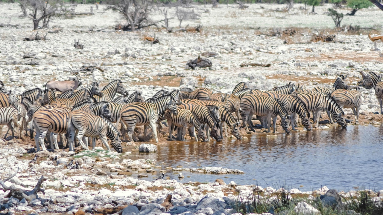 Etosha watering hole and Damaraland desert elephant